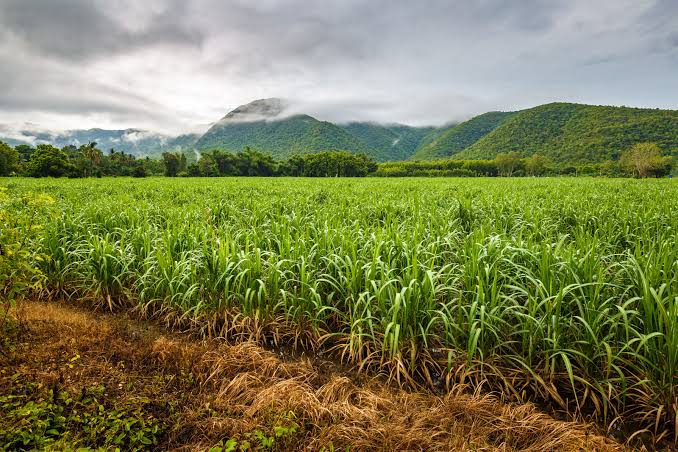 Gov’t targets sugar self-sufficiency to end white sugar imports
