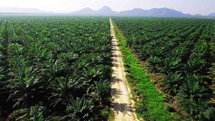 Produksi CPO SD Guthrie melonjak 15% pada kuartal III 2026